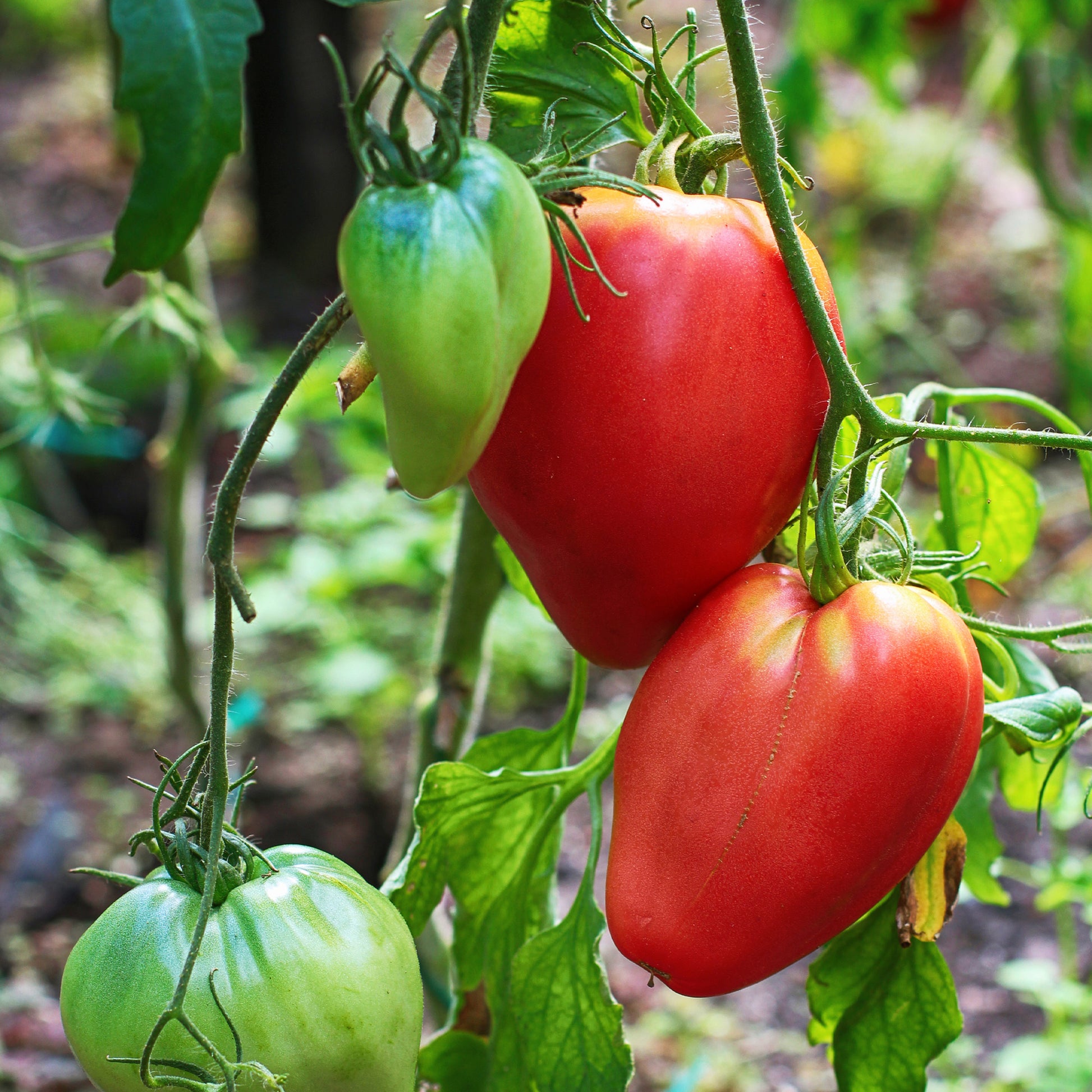Fleischtomate 'Ochsenherz' - Solanum lycopersicum coeur de boeuf - Bakker