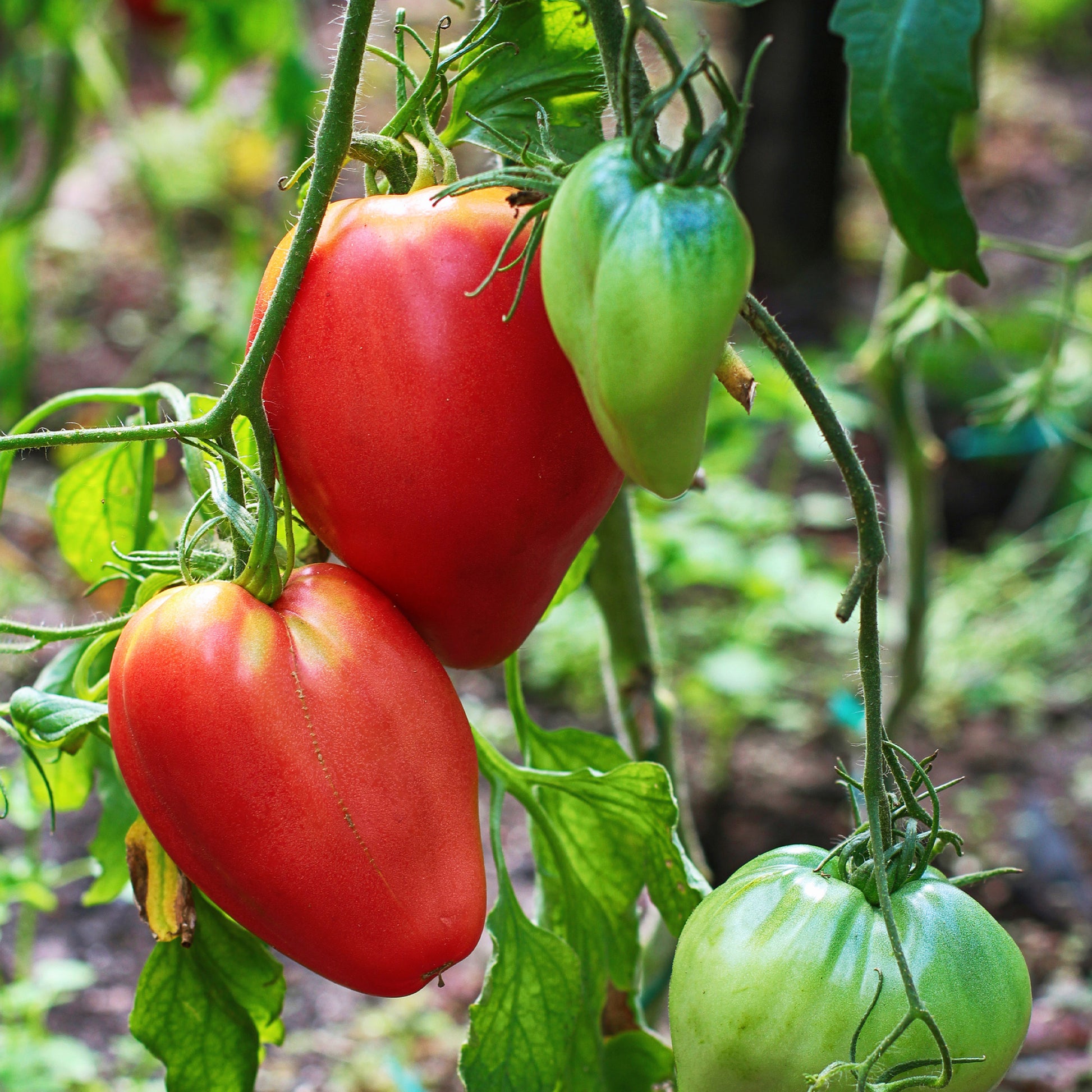 Fleischtomate ‘Cœur de Bœuf’ (x3) - Bakker