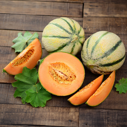 Melone ‘Cantaloup charentais’ - Bakker