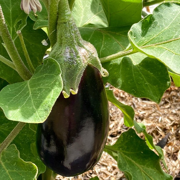 Aubergine Bonica F1 - Solanum melongena bonica f1 - Bakker