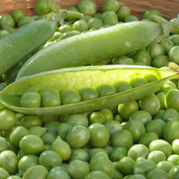 Erbse Wunder von Kelvedon - Pisum sativum merveille de kelvedon - Bakker