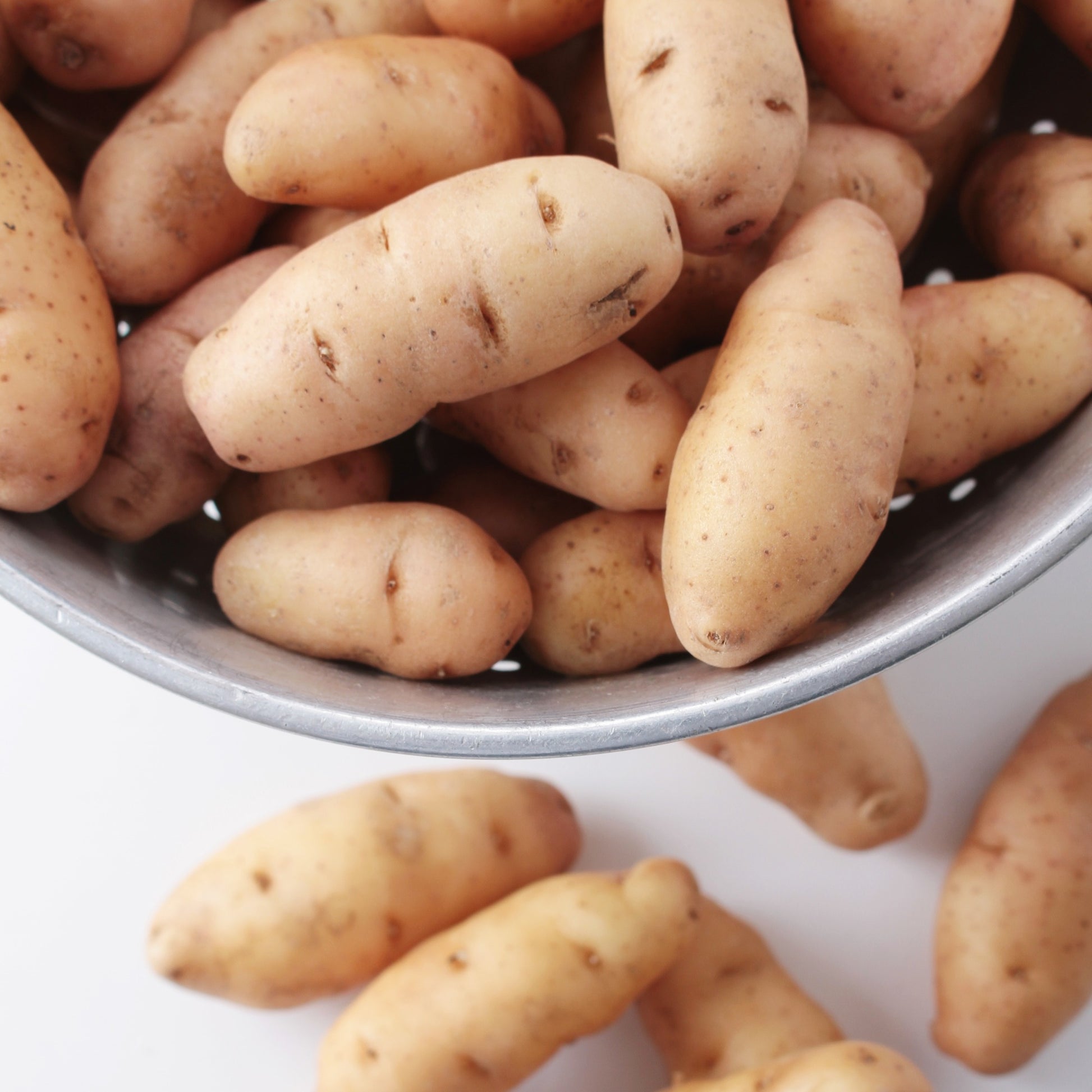 Kartoffel ‘Corne de Gatte’ / ‘Pink Fir Apple’ (x25) - Solanum tuberosum corne de gatte (pinkfir apple) - Bakker