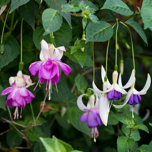 Fuchsie Blue Sarah (x3) - Bakker