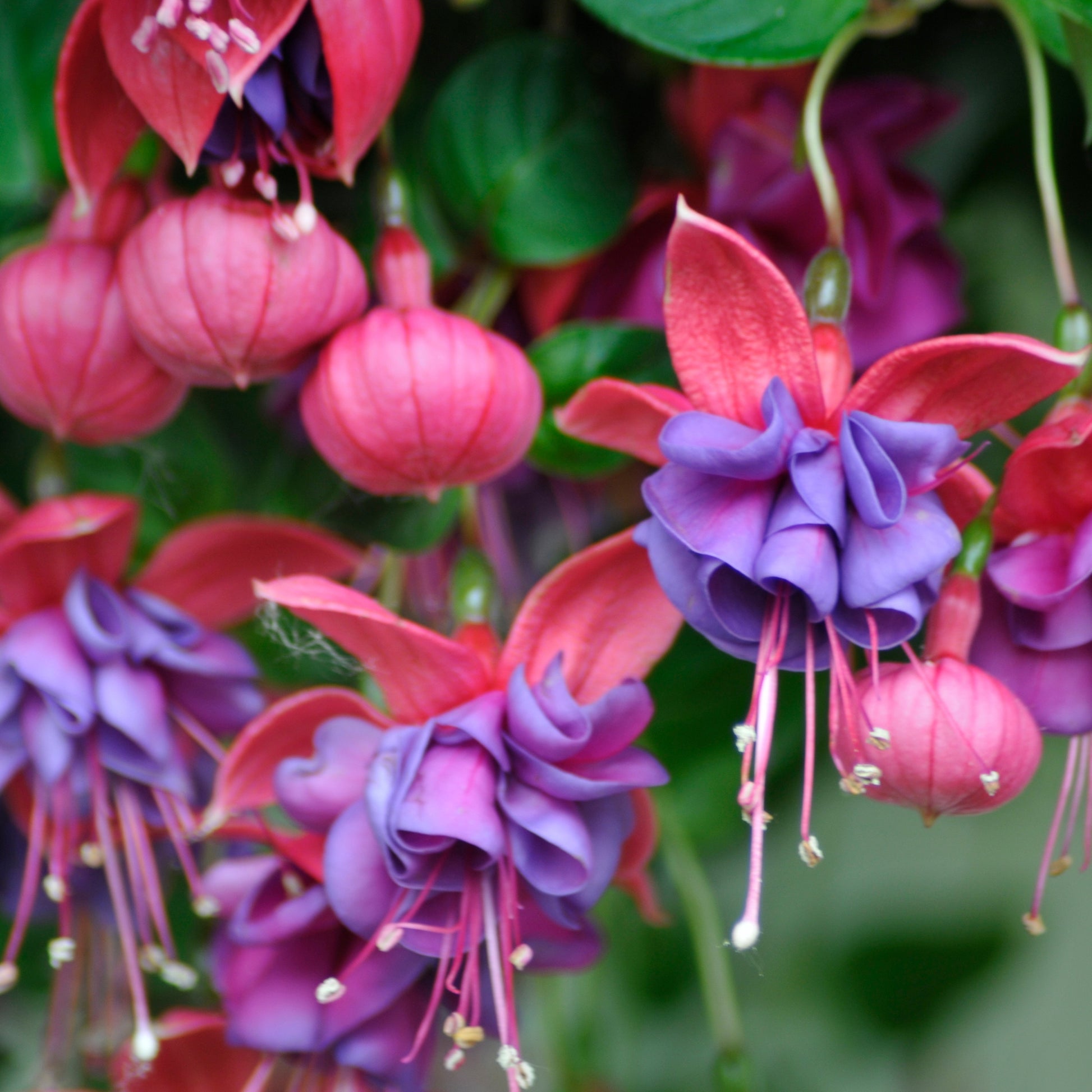 Fuchsia dark eyes - Hängende Fuchsien Dark Eyes (x3) - Fuchsien