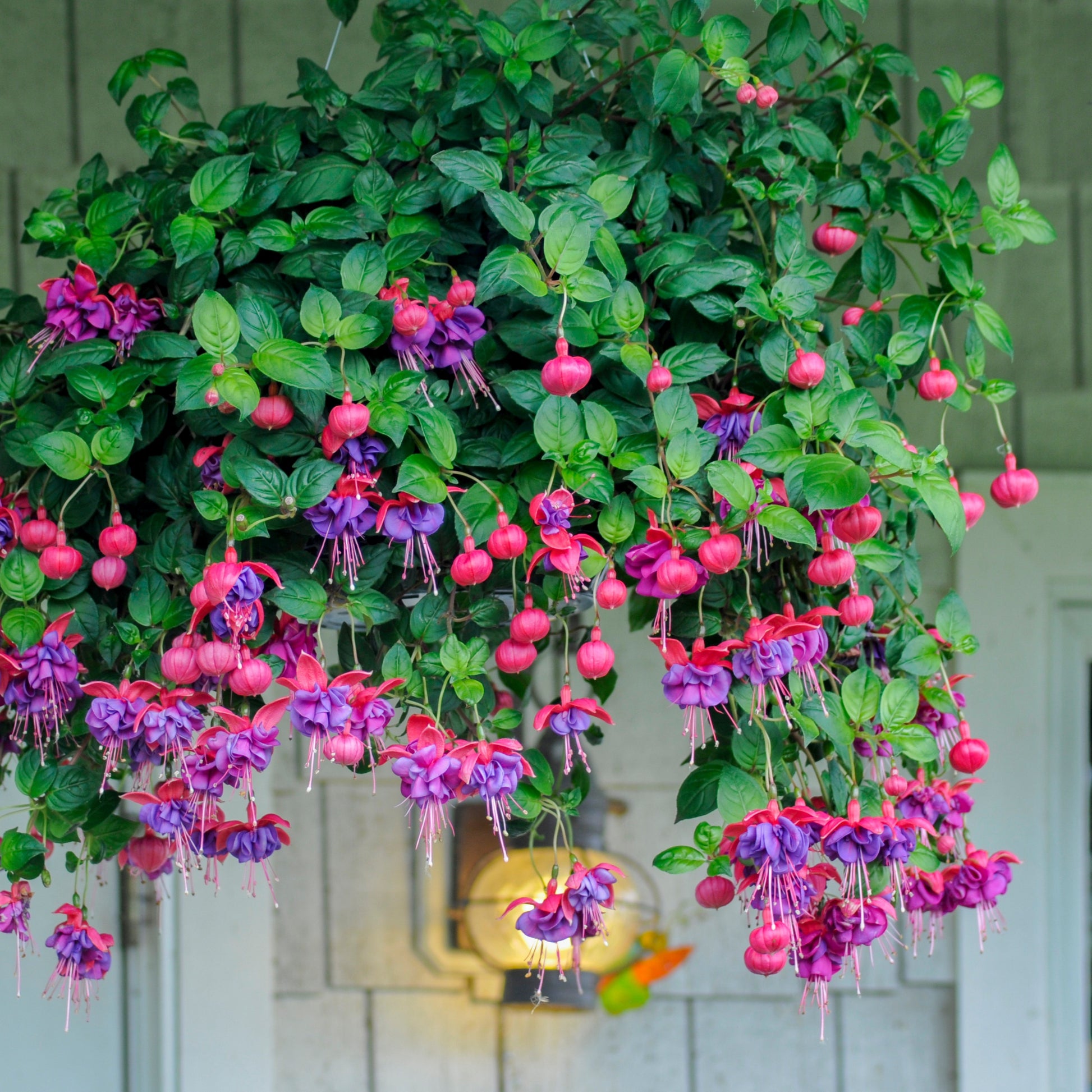 Hängende Fuchsien Dark Eyes (x3) - Bakker