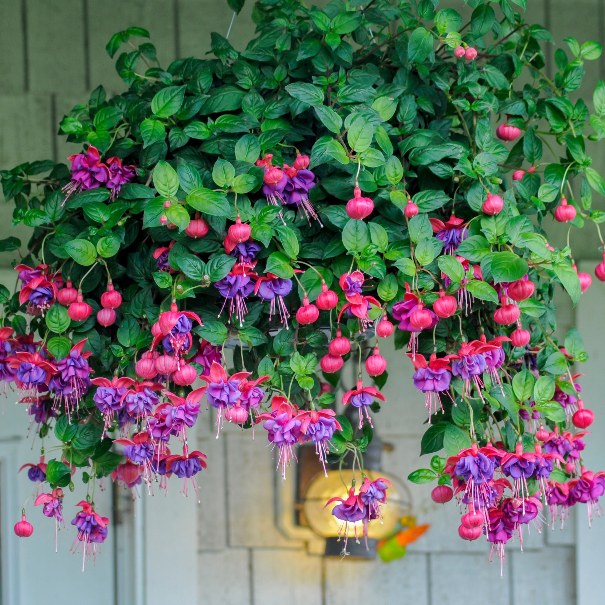 Fuchsien Mischung (Bicentennial, Dark Eyes, Bella Rosel) (x6) - Fuchsia Bicentennial, Dark Eyes, Bella Rosella - Bakker