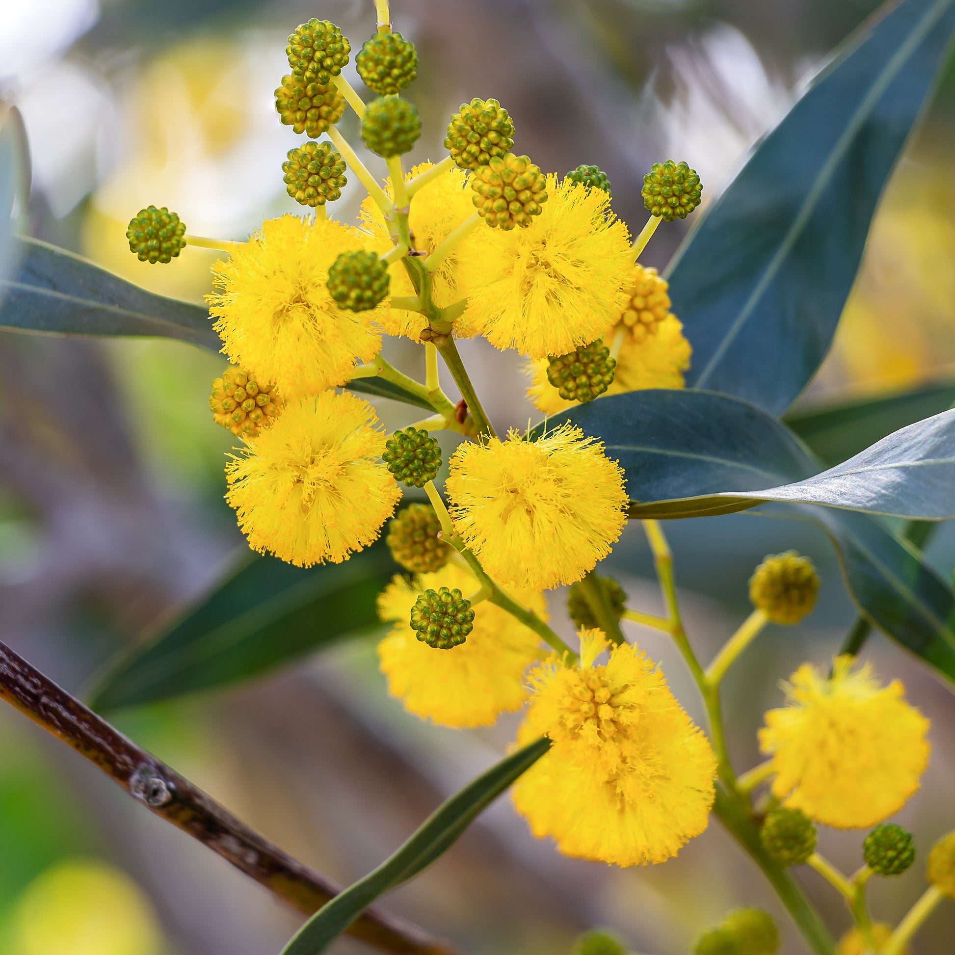 Acacia retinodes - Vier-Jahreszeiten-Mimose - Sträucher