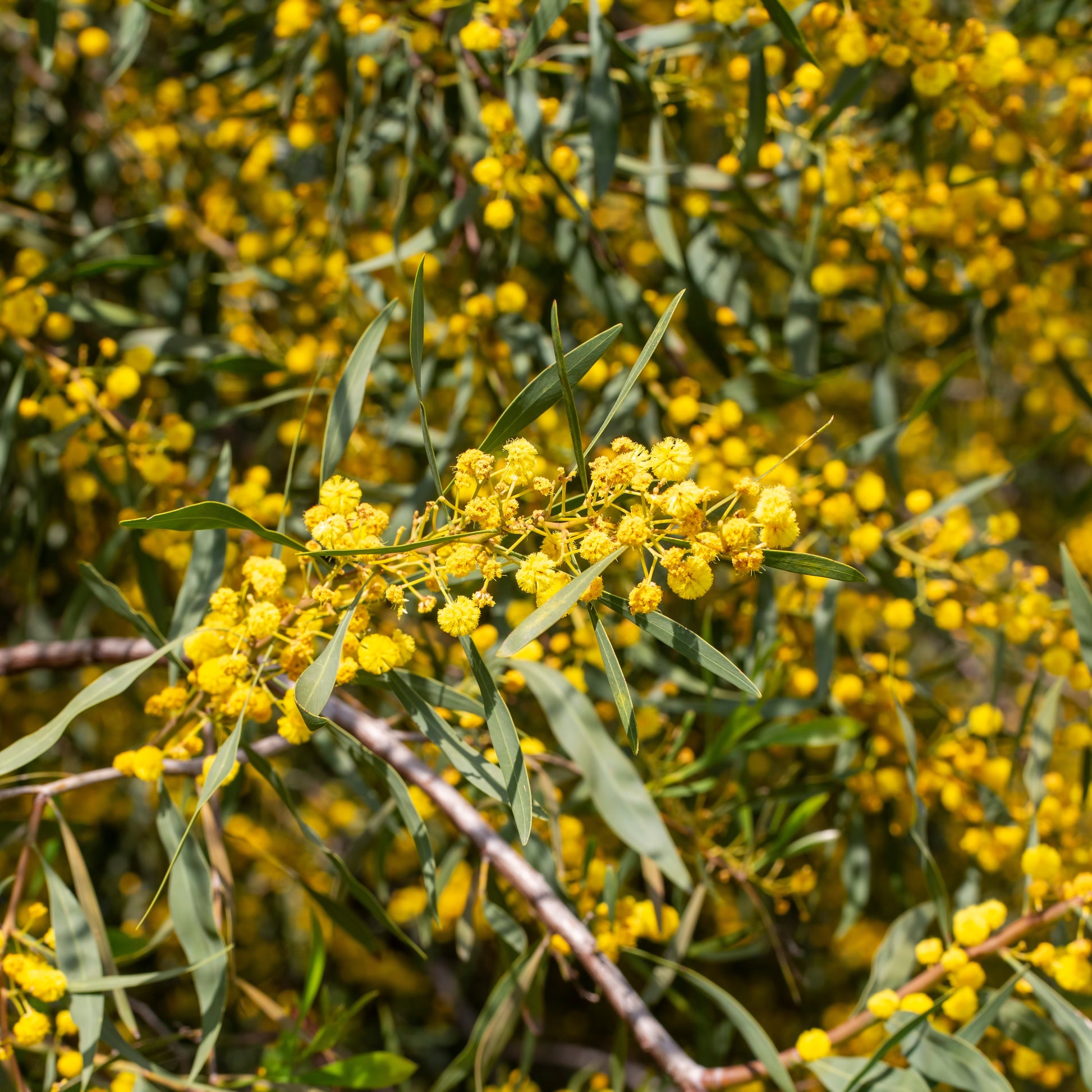 Vier-Jahreszeiten-Mimose - Acacia retinodes - Bakker