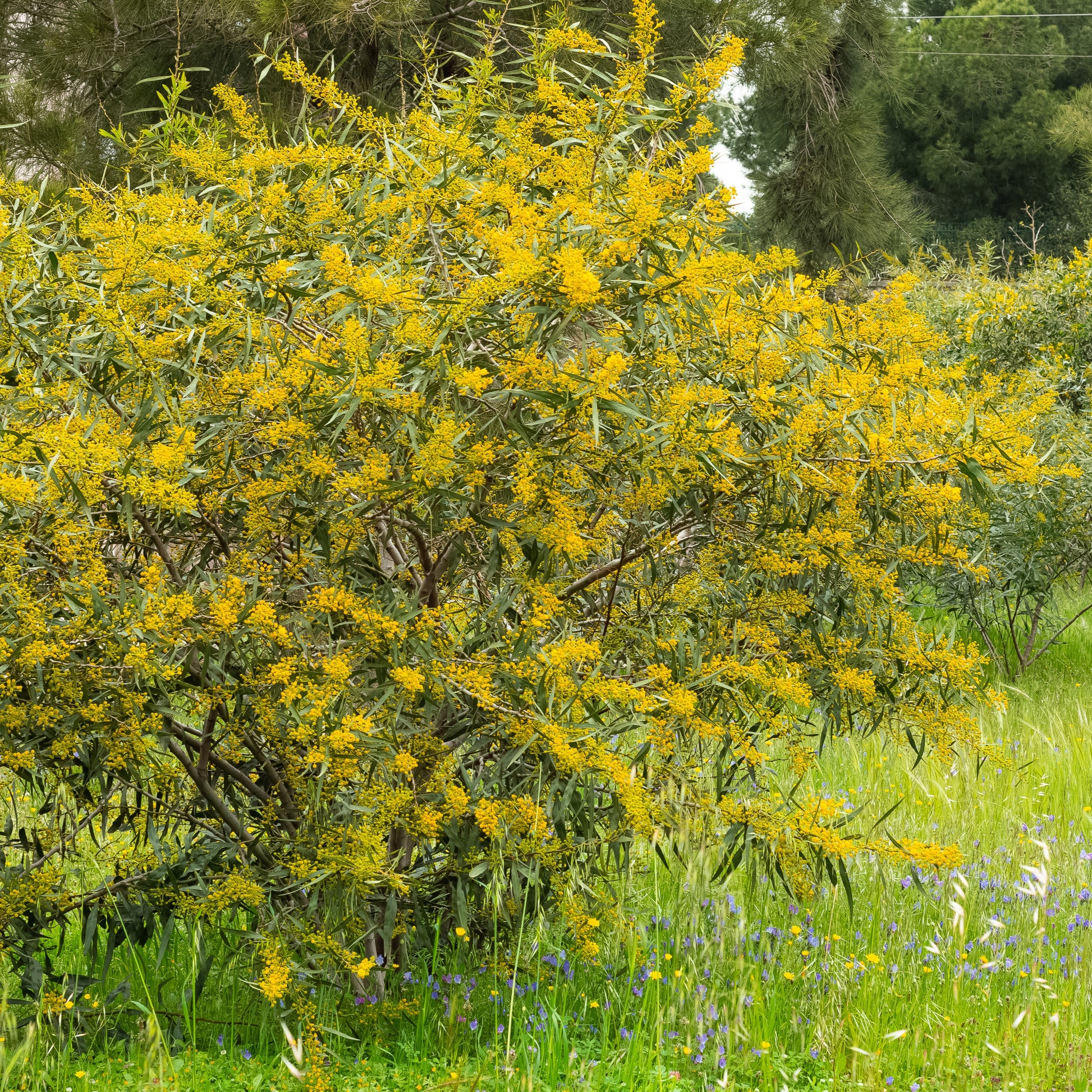 Sträucher - Vier-Jahreszeiten-Mimose - Acacia retinodes