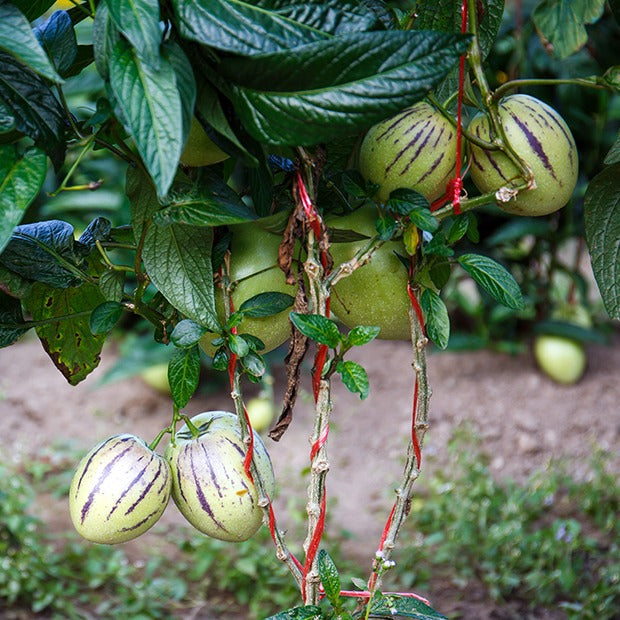 Melonenbirne - Solanum muricatum - Bakker