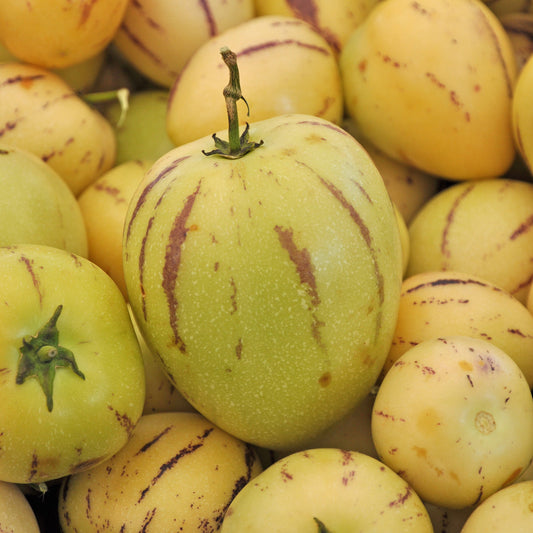 Melonenbirne - Bakker