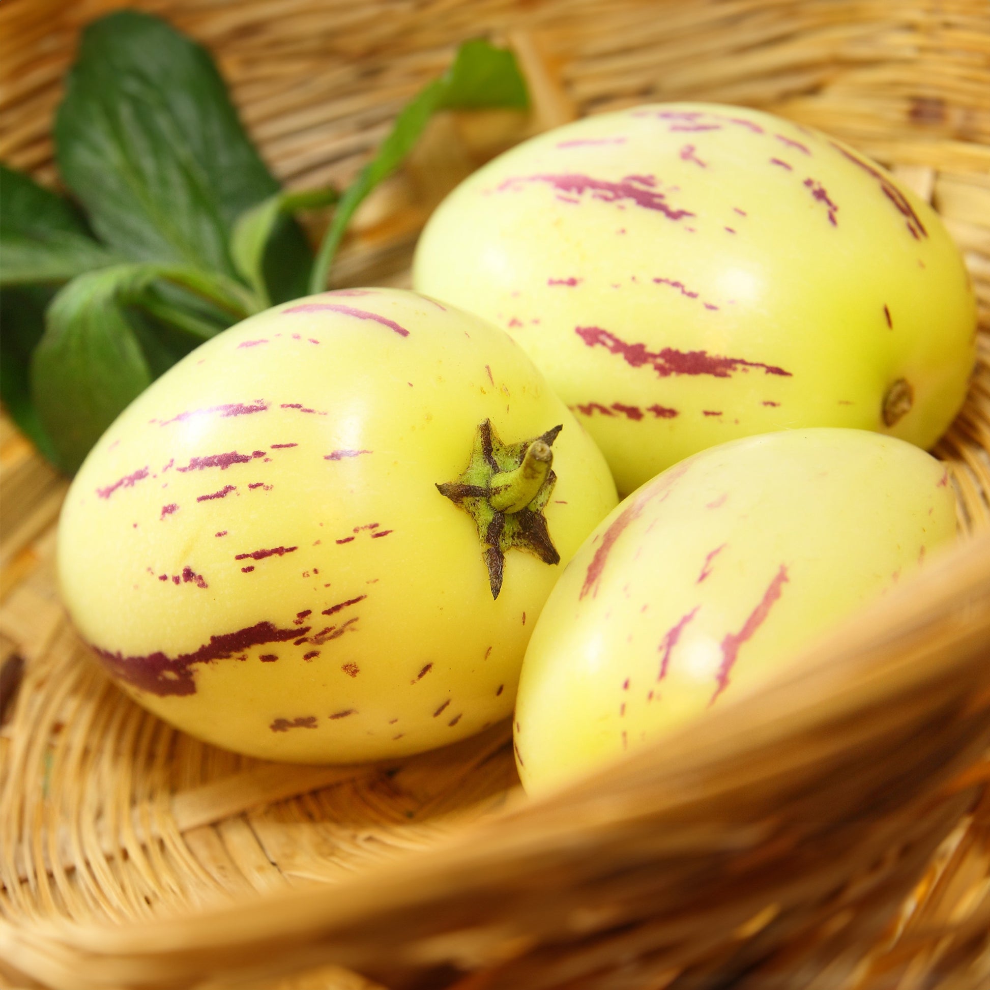 Verkauf Melonenbirne - Solanum muricatum