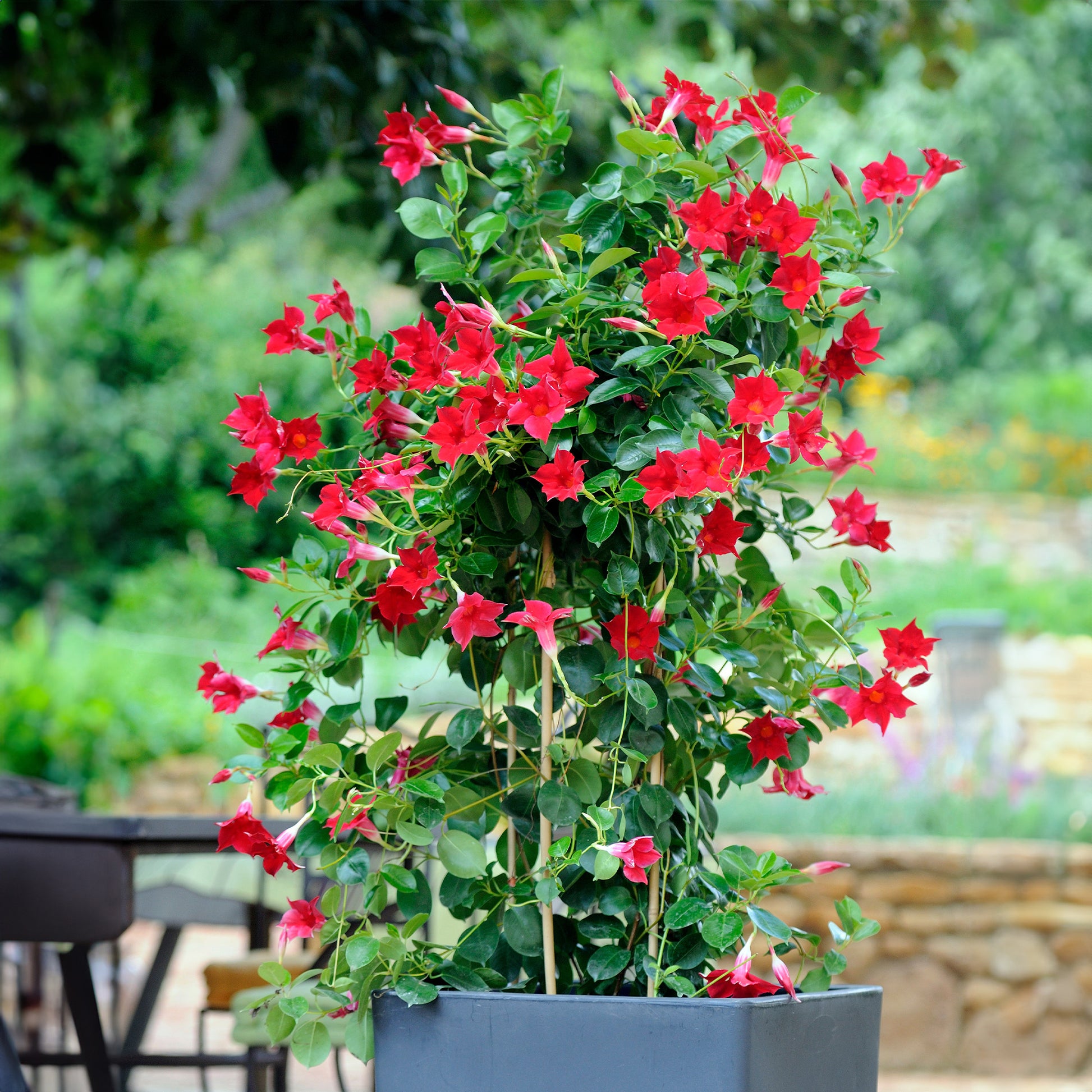 Verkauf Dipladenia Mischung (x3)