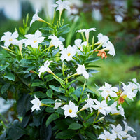 Chilenischer Jasmin - Mandevilla laxa - Dipladenia Mischung (x3) - Dipladenia
