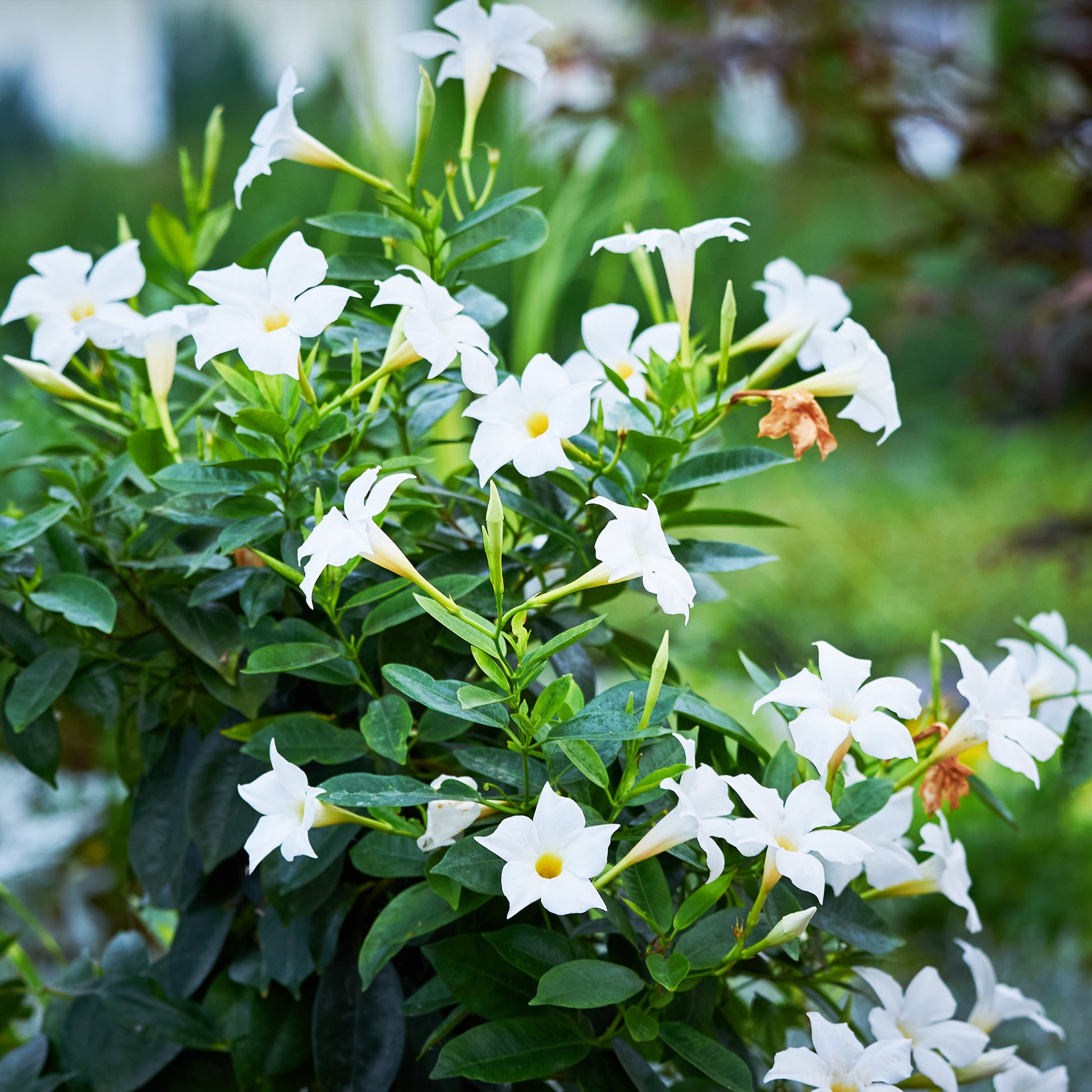 Chilenischer Jasmin - Mandevilla laxa - Dipladenia Mischung (x3) - Dipladenia