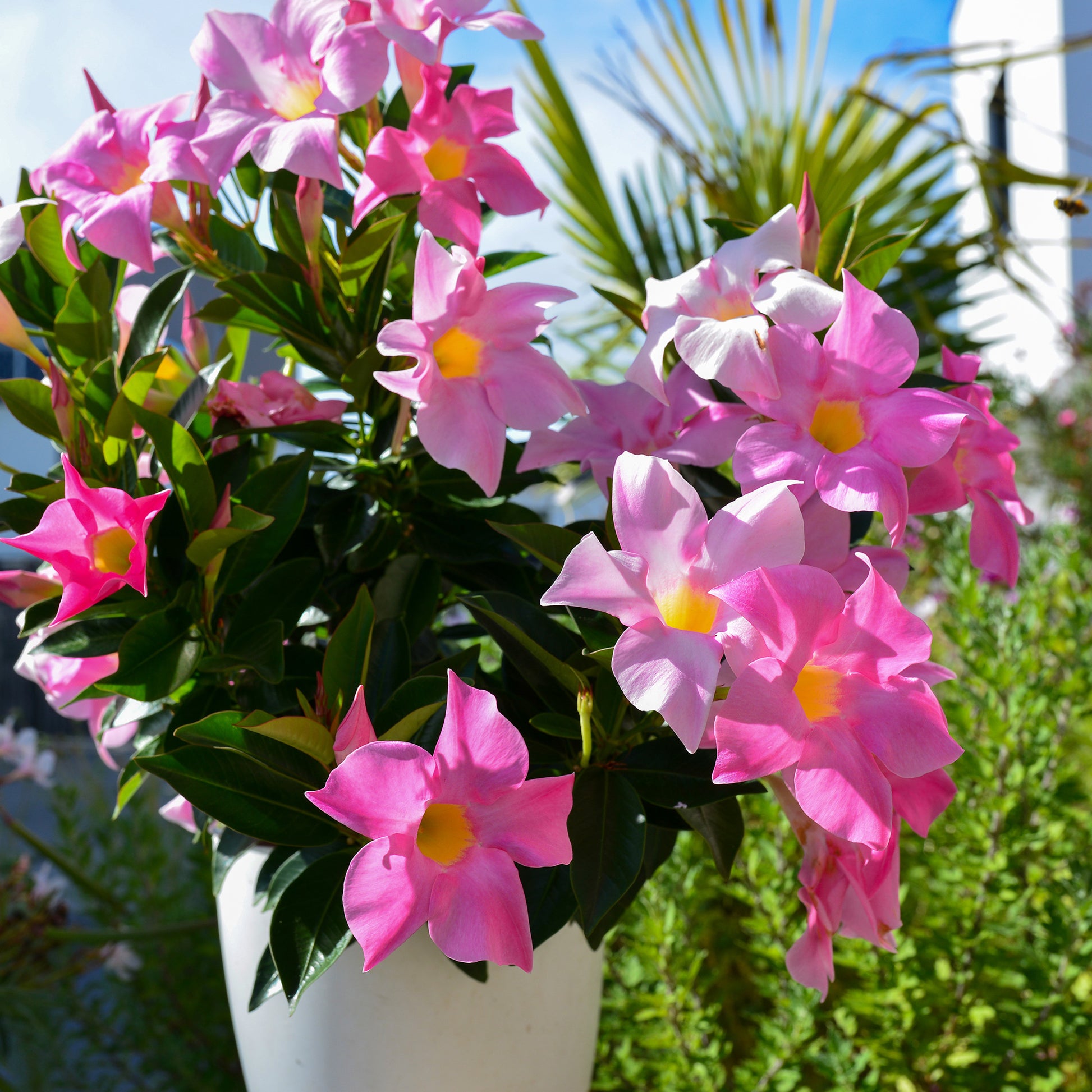 Verkauf Dipladenia Mischung (x3) - Dipladenia