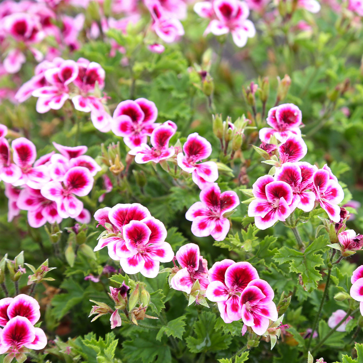 Duftgeranie Pansy (x3) - Bakker