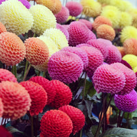 Pompon-Dahlien Mischung (x5) - Dahlia - Bakker