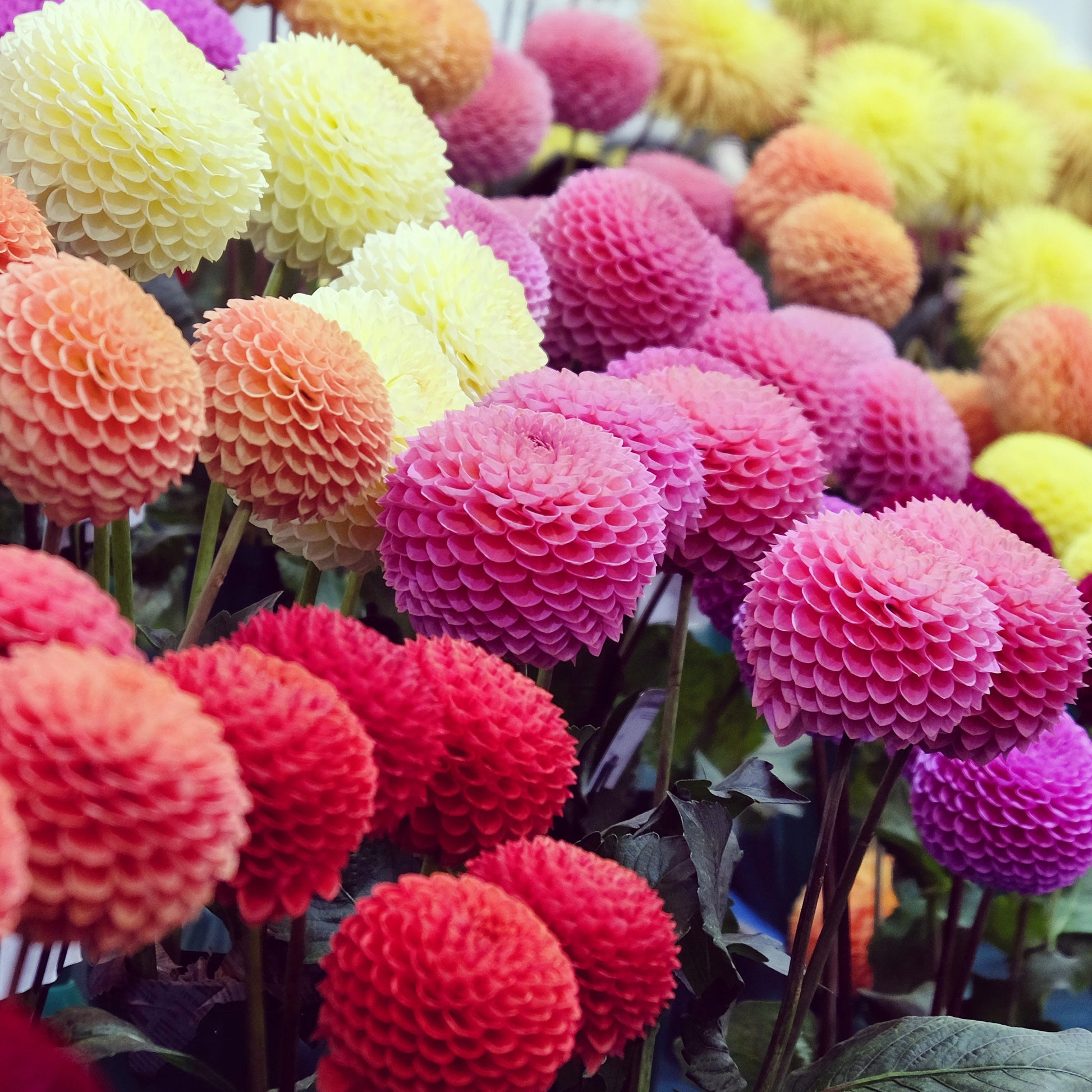 Pompon-Dahlien Mischung (x5) - Dahlia - Bakker