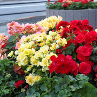Sommerzwiebeln - Sommerblumen-Beet-Mix 1,5 m² - Gladiolus, Begonia, Iris, Liatris, Crocosmia, Lilium, Dahlia
