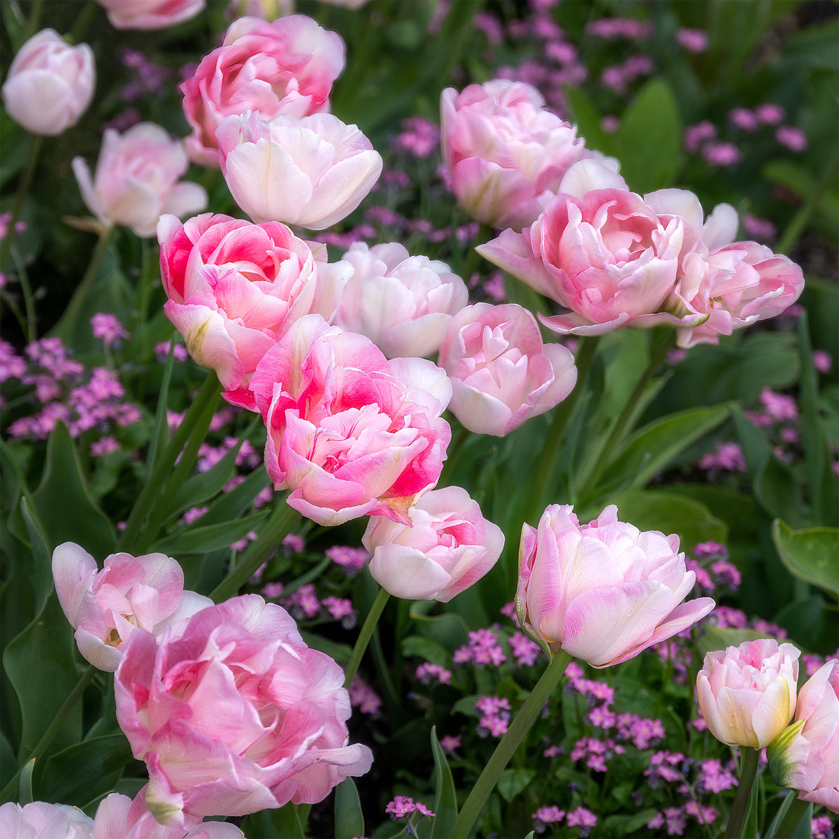 Tulpe Angelique (x10) - Bakker