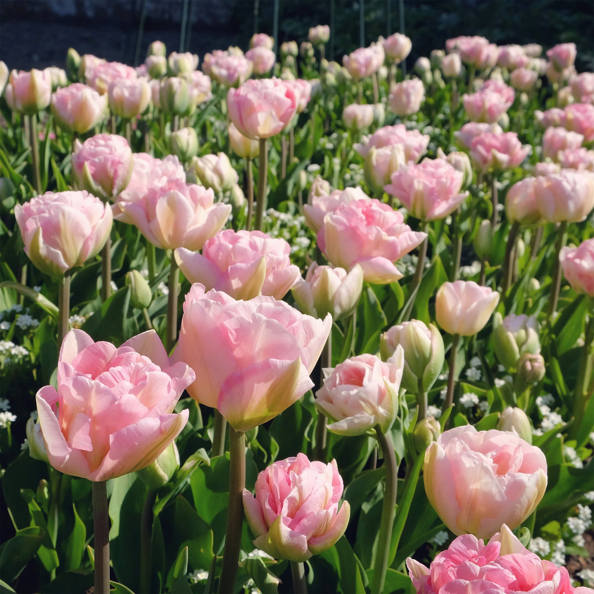Verkauf Tulpe Angelique (x10)