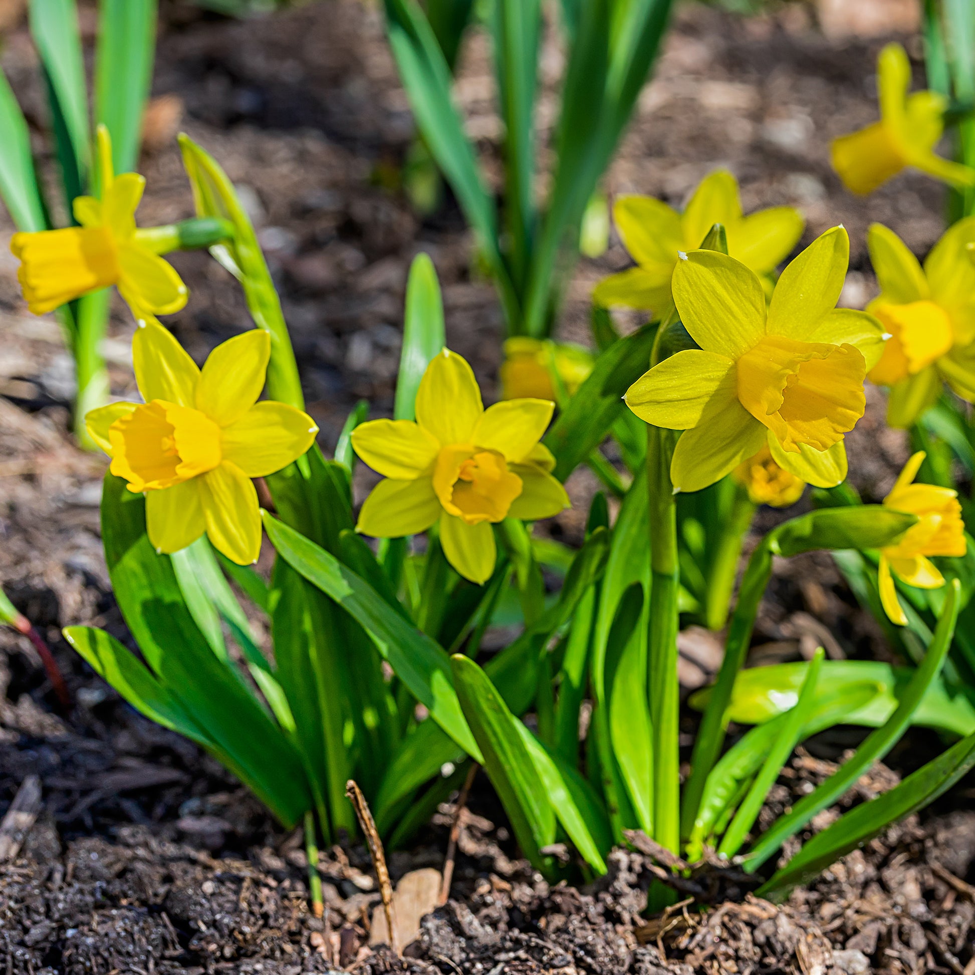 Narzissen 'Tête-à-Tête' (x10) - Narcissus cyclamineus Tête à Tête - Bakker