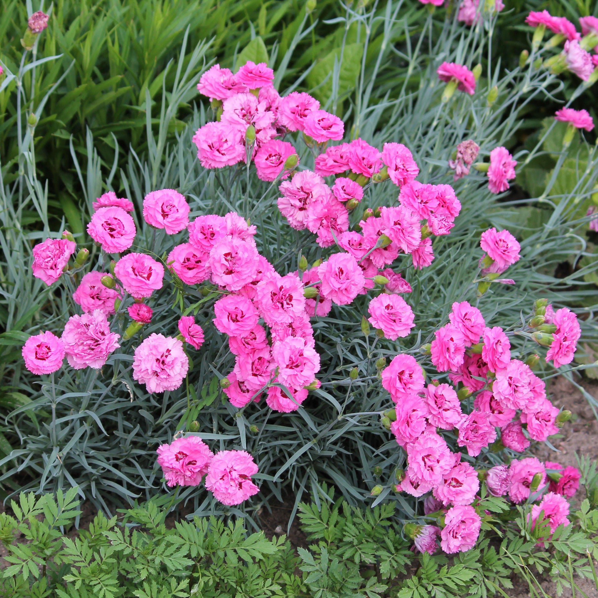 Feder-Nelke 'Fortuna' (x2) - Dianthus plumarius roseus - Bakker