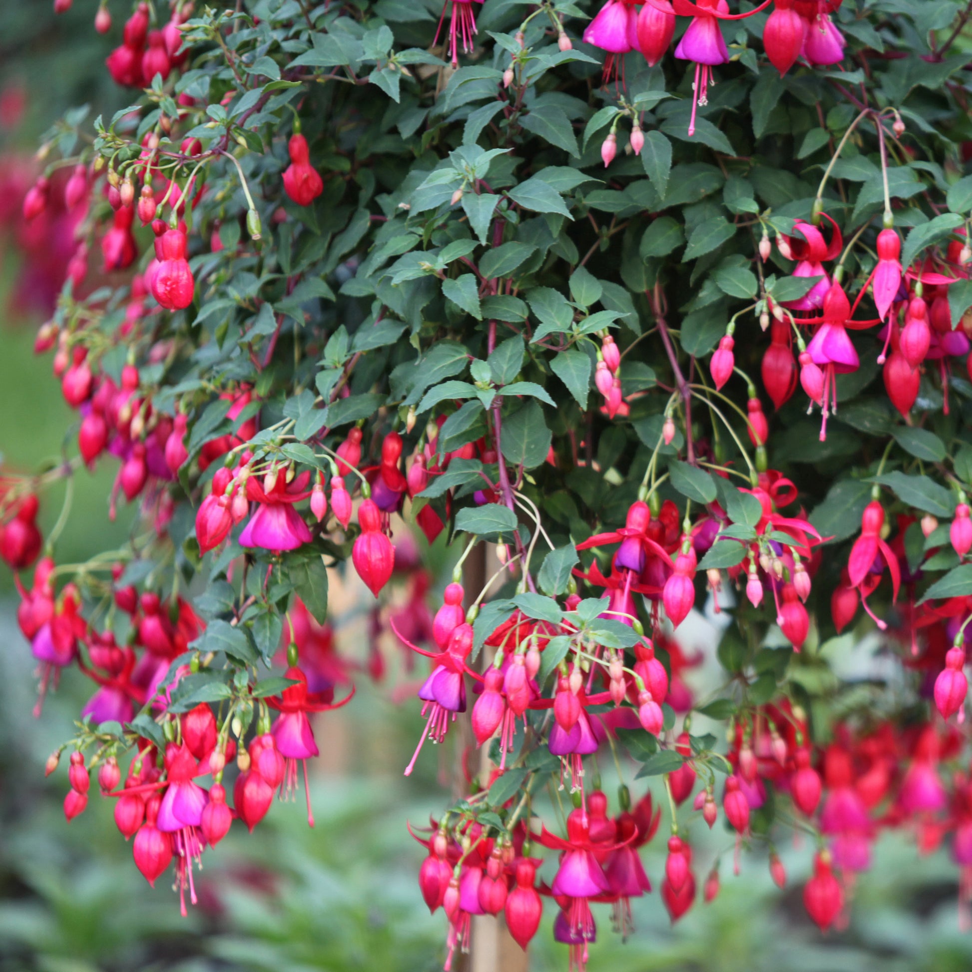 Fuchsien Brilliant (x3) - Fuchsia brilliant - Bakker