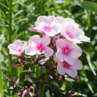 Verkauf Delphinium, Phlox, Liatris, Gypsophila, Rudbeckia, Physostegia, Astilbe, Achillea - Staudenbeet Mischung (x50) ca. 6 m²