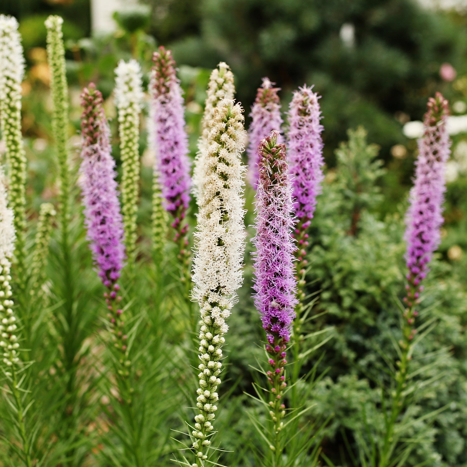 Delphinium, Phlox, Liatris, Gypsophila, Rudbeckia, Physostegia, Astilbe, Achillea - Staudenbeet Mischung (x50) ca. 6 m² - Paket für blühende Beete