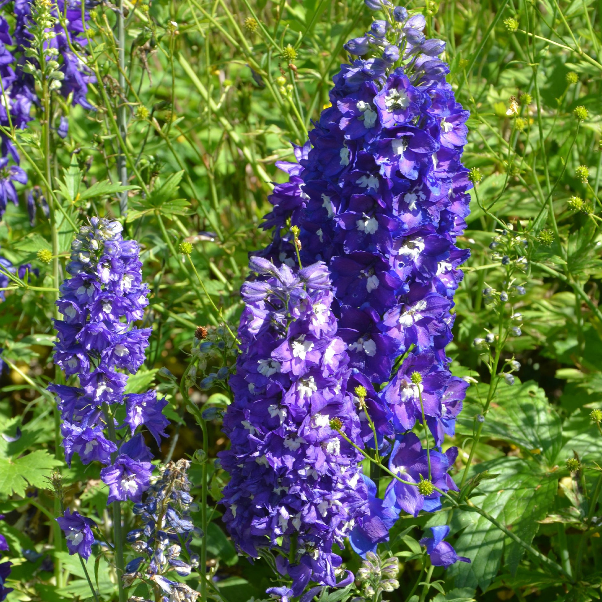 Paket für blühende Beete - Staudenbeet Mischung (x50) ca. 6 m² - Delphinium, Phlox, Liatris, Gypsophila, Rudbeckia, Physostegia, Astilbe, Achillea