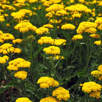 Verkauf Staudenbeet Mischung (x50) ca. 6 m² - Delphinium, Phlox, Liatris, Gypsophila, Rudbeckia, Physostegia, Astilbe, Achillea