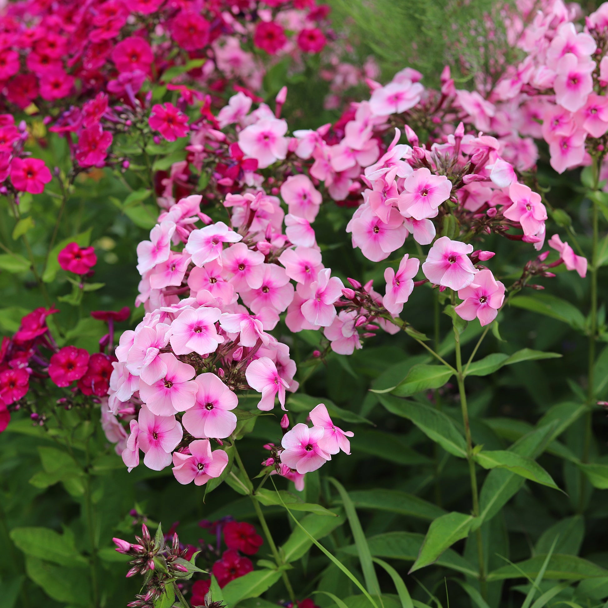 Verkauf Staudenbeet Mischung (x50) ca. 6 m² - Paket für blühende Beete