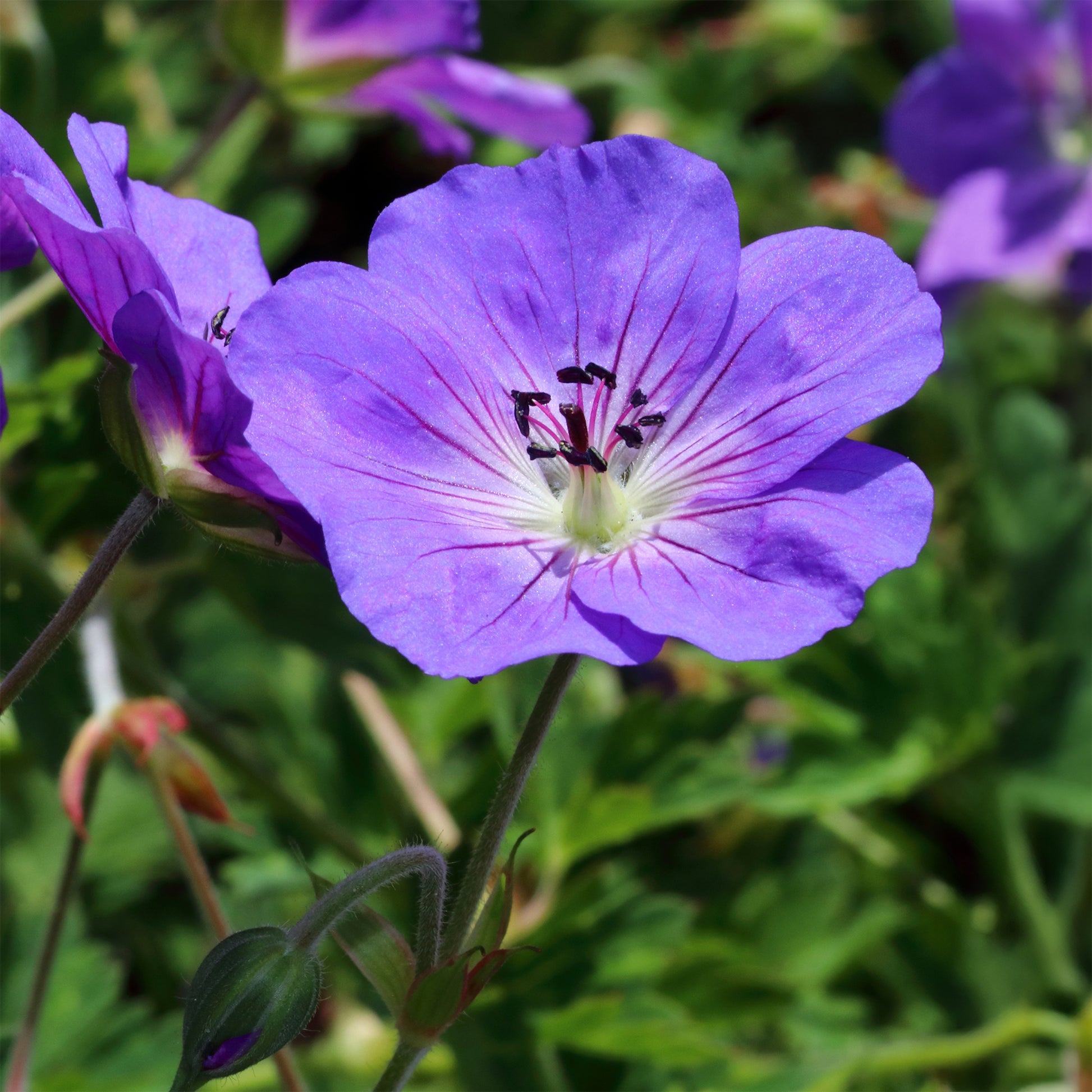 Verkauf Himalaya-Storchschnabel - Geranium himalayense