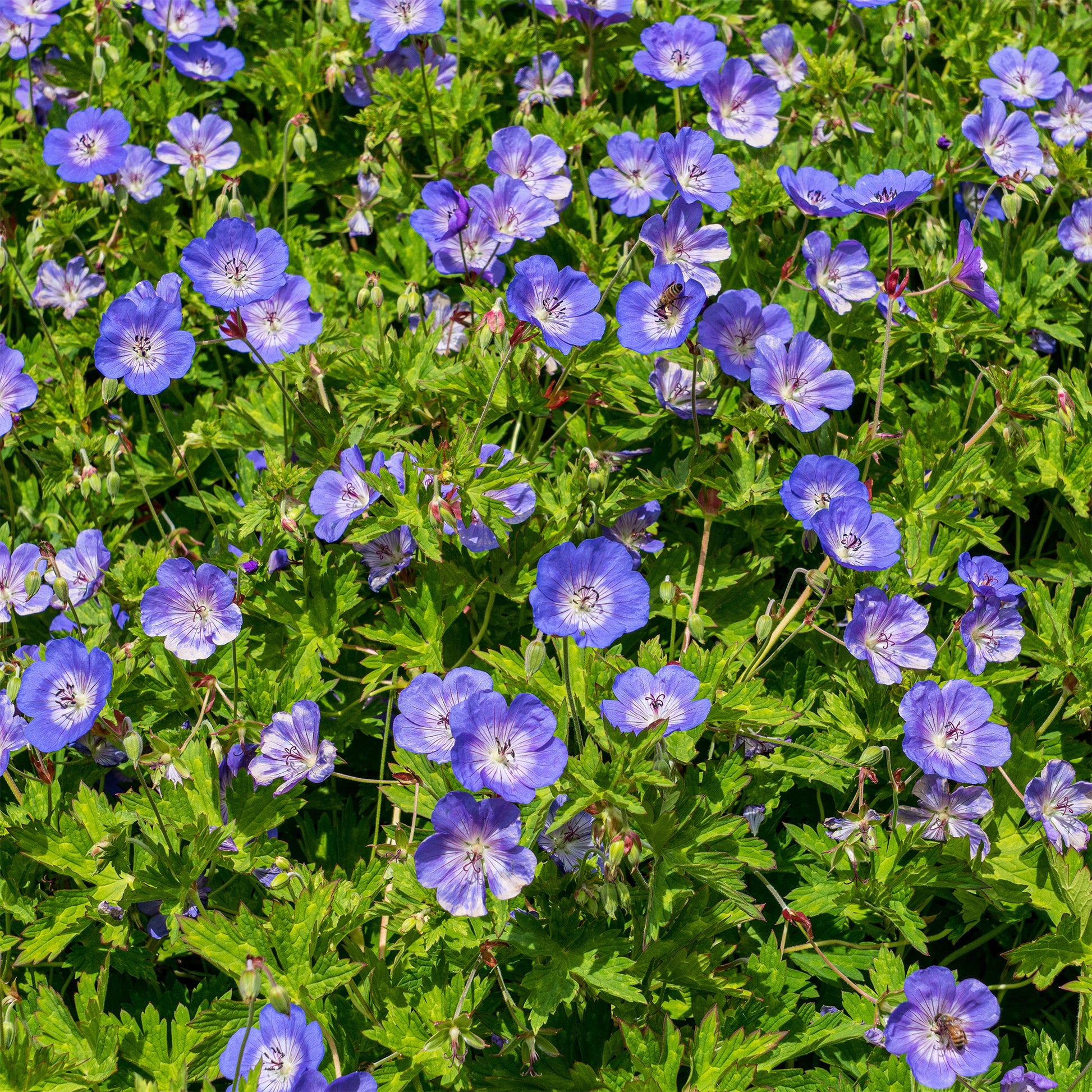 Verkauf Himalaya-Storchschnabel