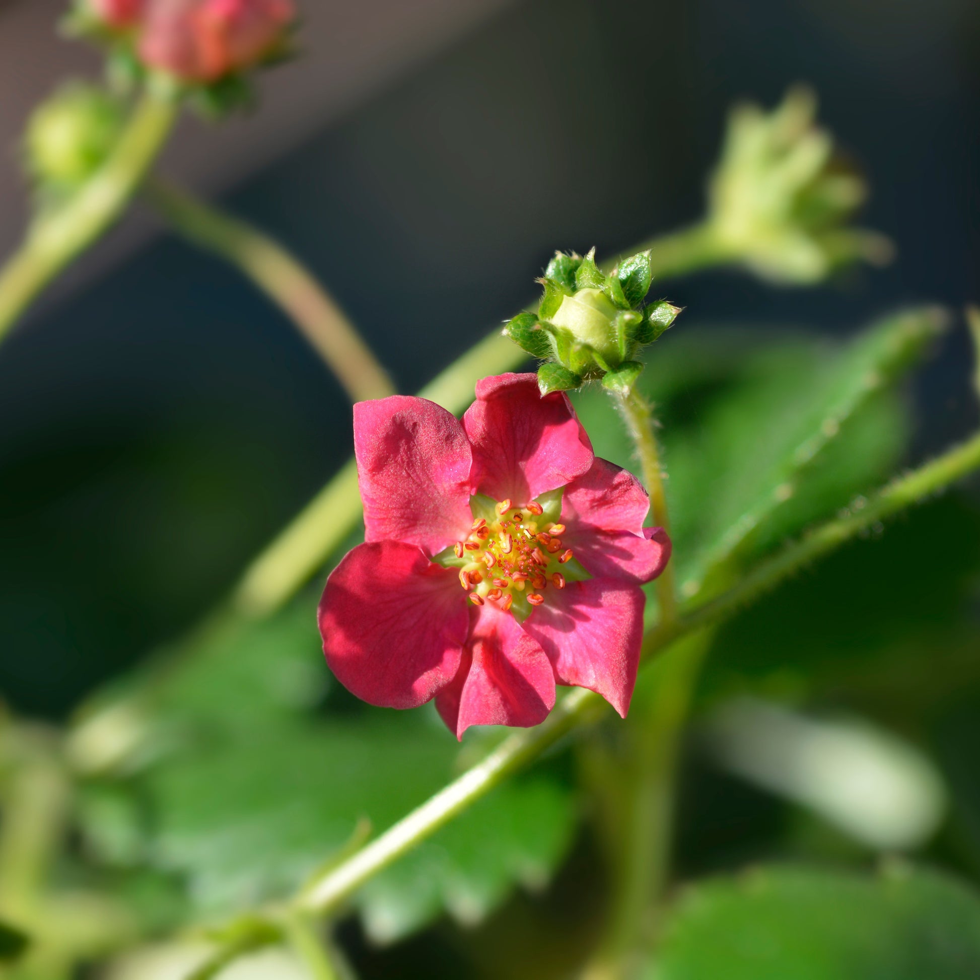 Verkauf Erdbeere 'Toscana' (x3) - Fragaria x ananassa toscana