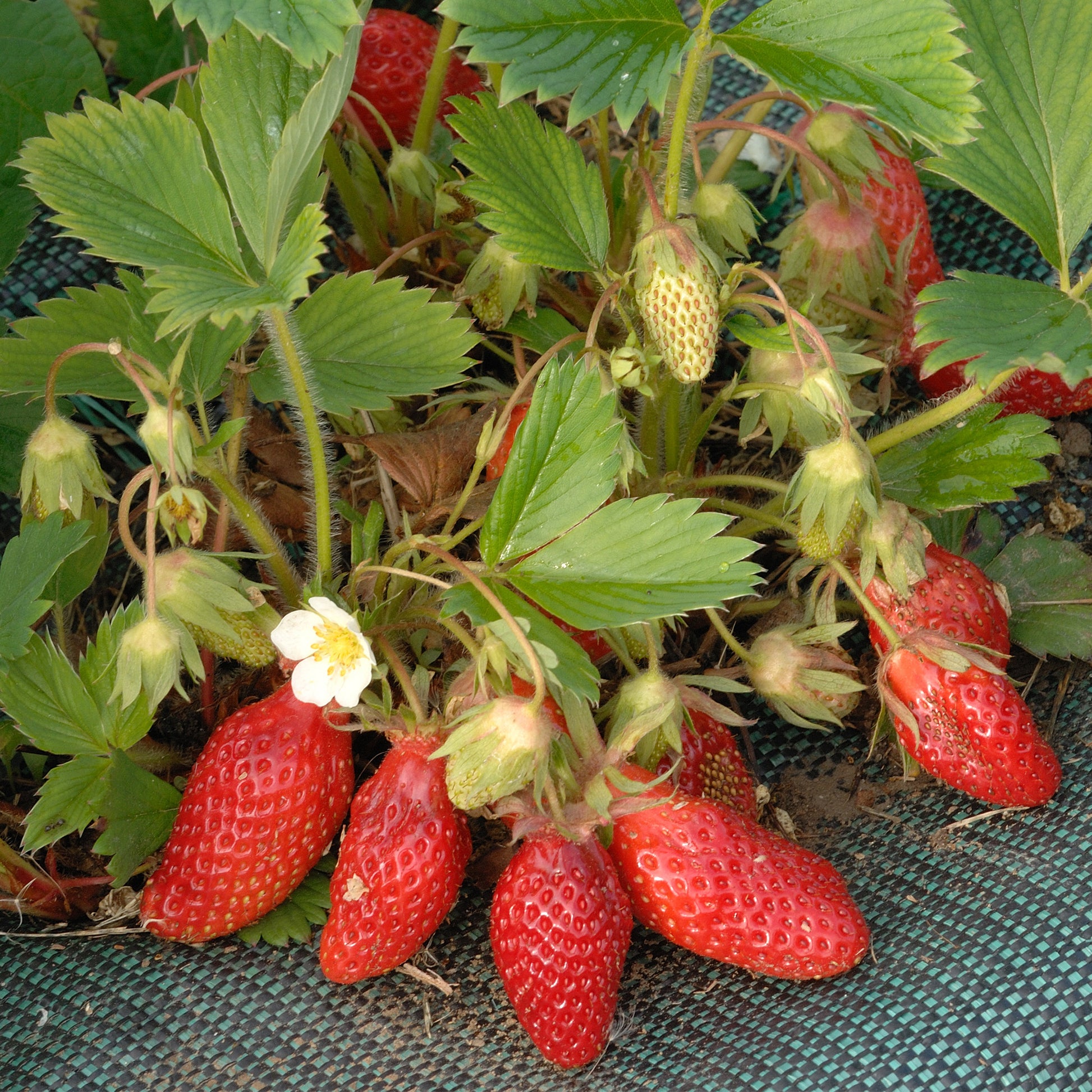 Fragaria x ananassa Gariguette - Erdbeere ‘Gariguette’ - Erdbeeren