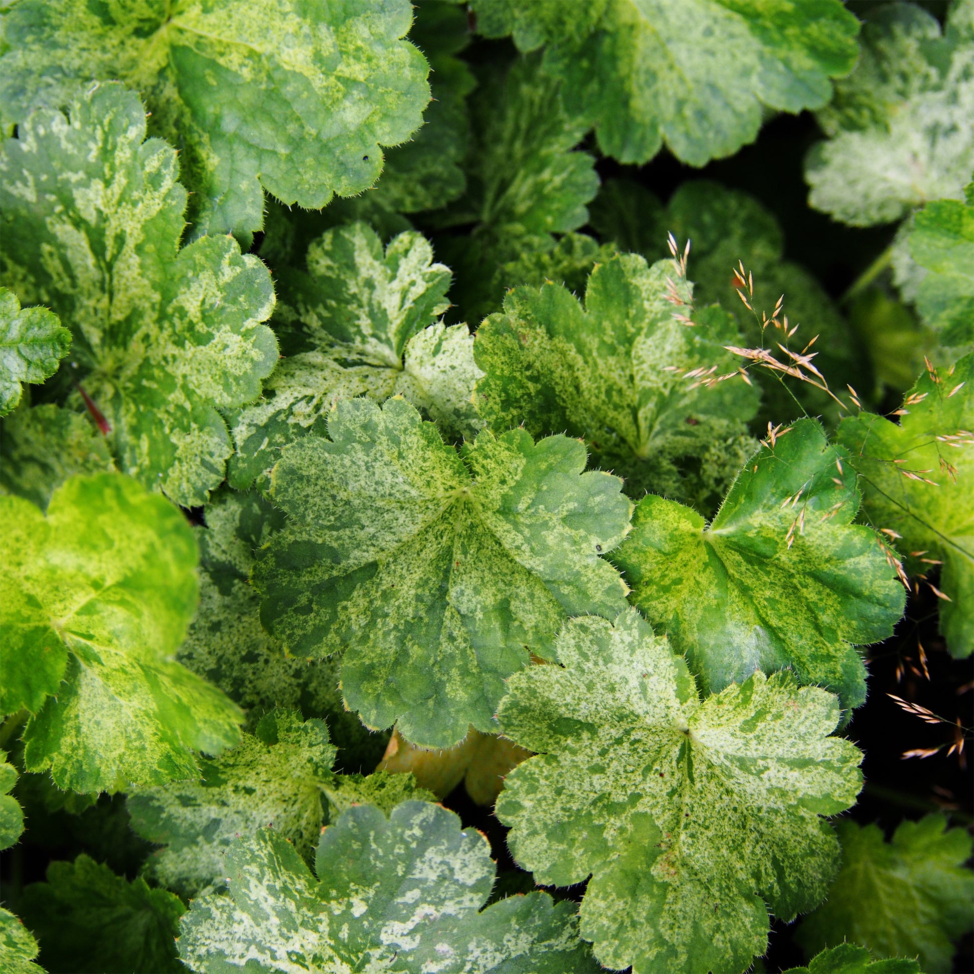 Heuchera hercules - Purpurglöckchen-Hybriden Hercules ® (x3) - Heuchera - Purpurglöckchen