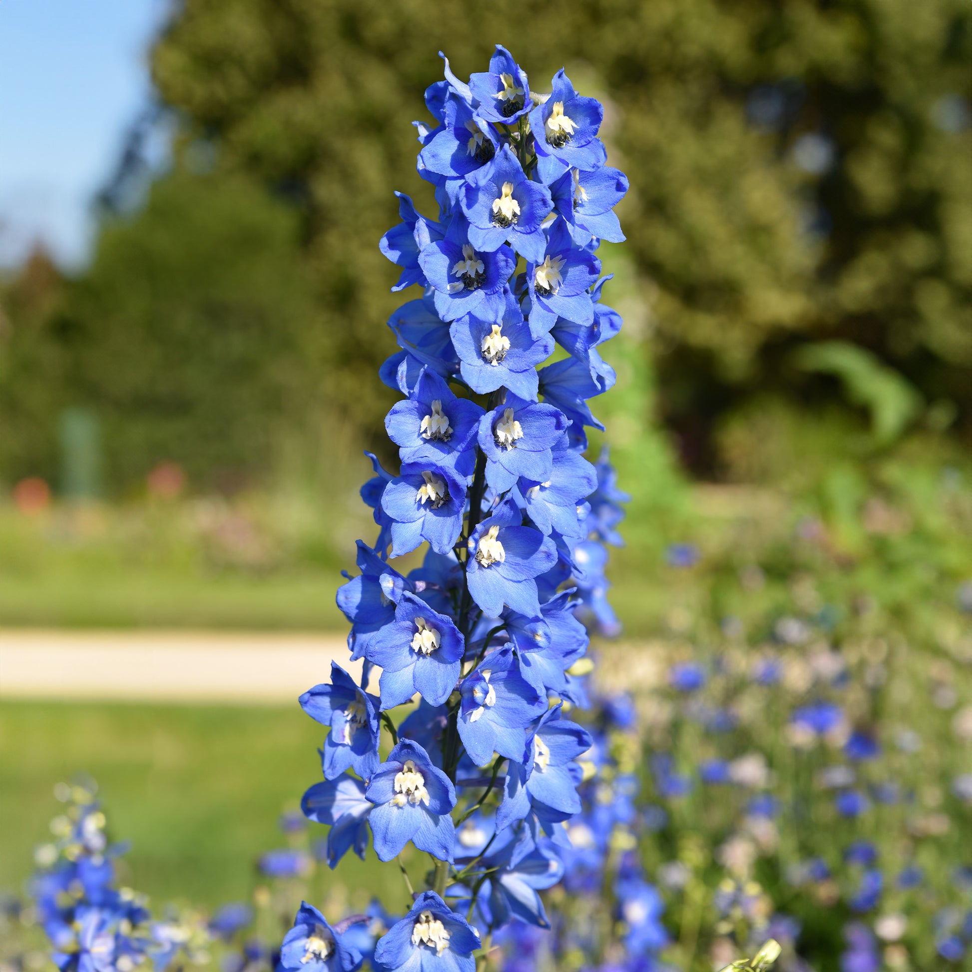 Rittersporn ‘Ciel Bleu’ (x5) - Delphinium ciel bleu - Bakker