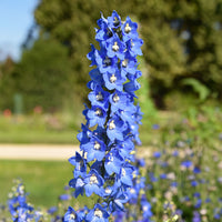 Blühende Pflanzen - Rittersporn- & Fackellilien-Kollektion (x8) - Delphinium Sky Blue, Kniphofia Sunningdale Gold