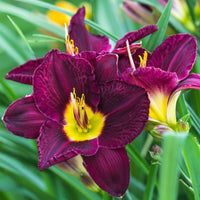 Taglilien Mischung (x5) - Hemerocallis - Bakker