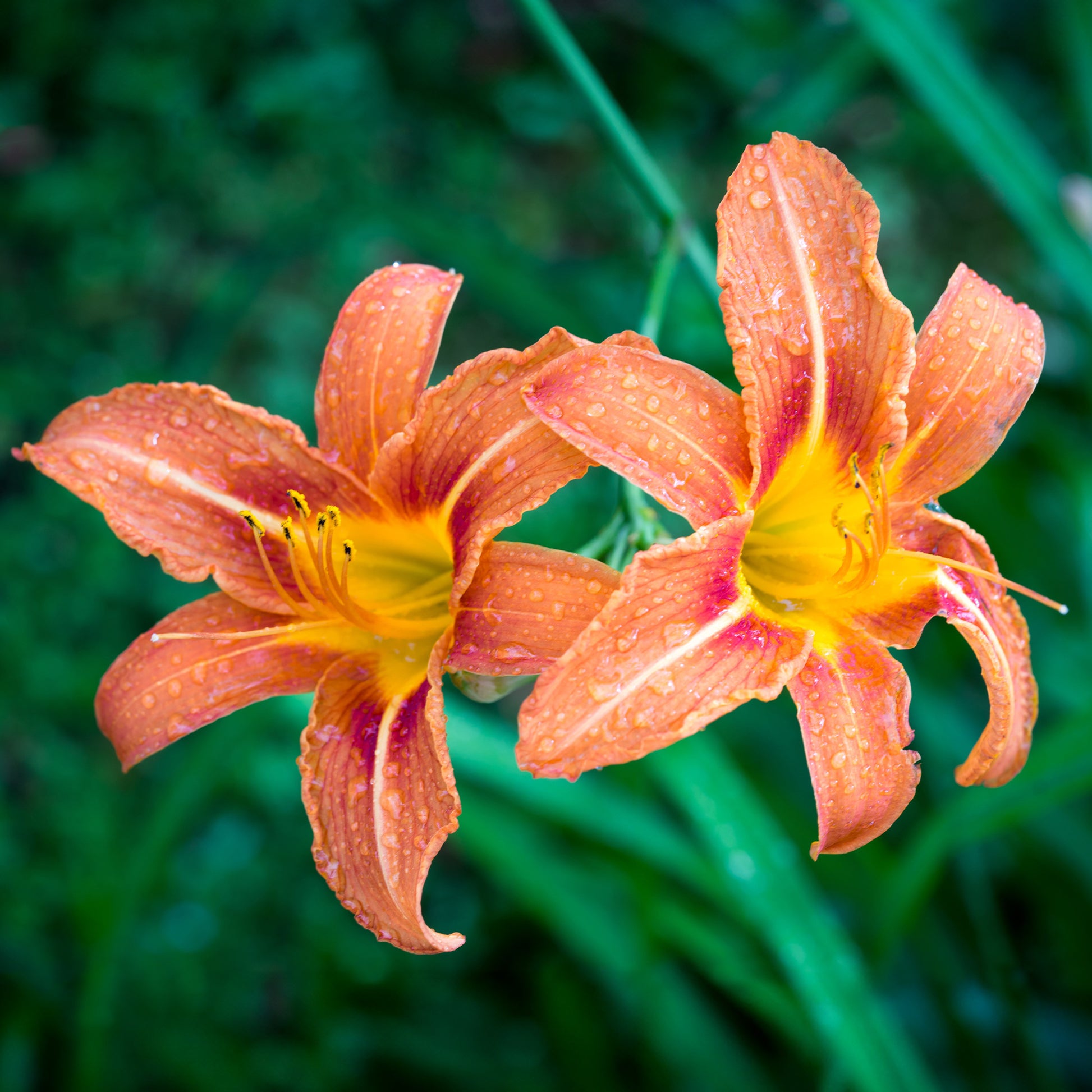 Hemerocallis - Taglilien Mischung (x5) - Hemerocallis - Taglilie