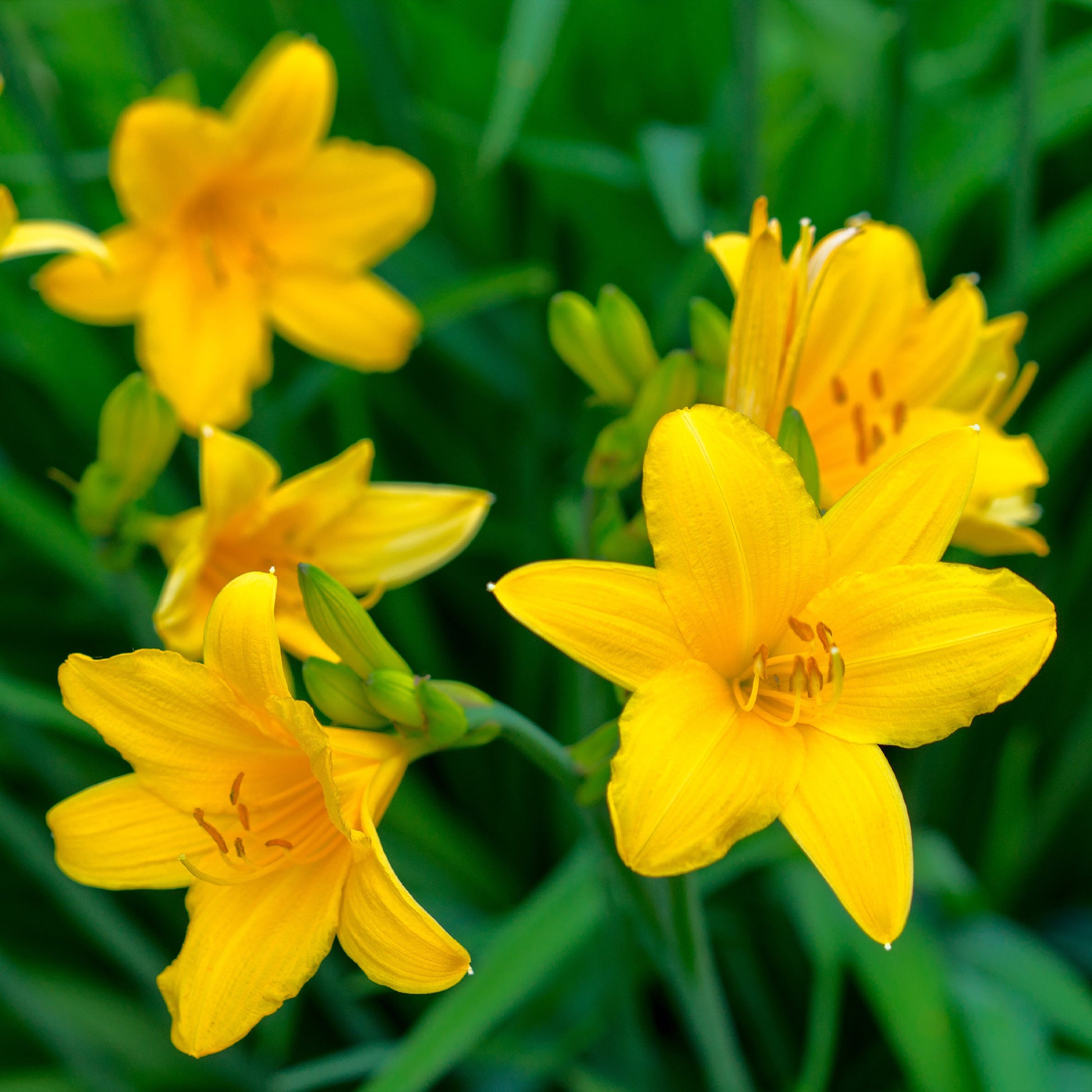 Hemerocallis - Taglilie - Taglilien Mischung (x5) - Hemerocallis