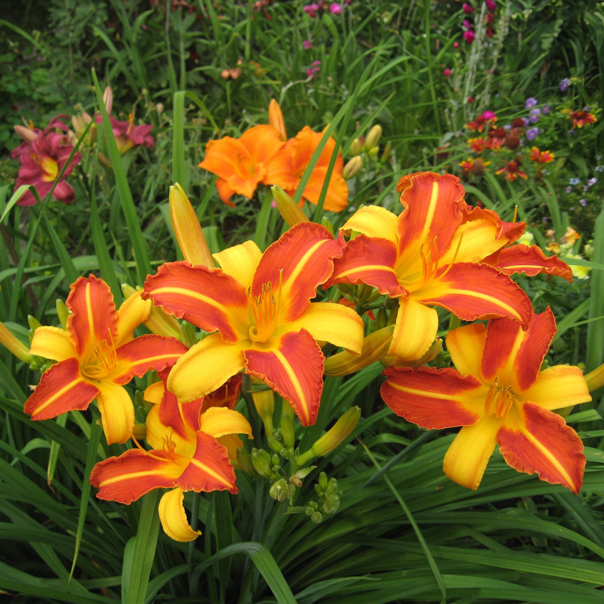 Verkauf Taglilien Mischung (x5) - Hemerocallis