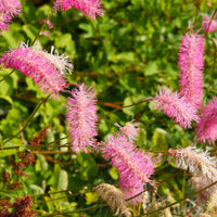 Japanischer Wiesenknopf (x3) - Sanguisorba obtusa - Bakker