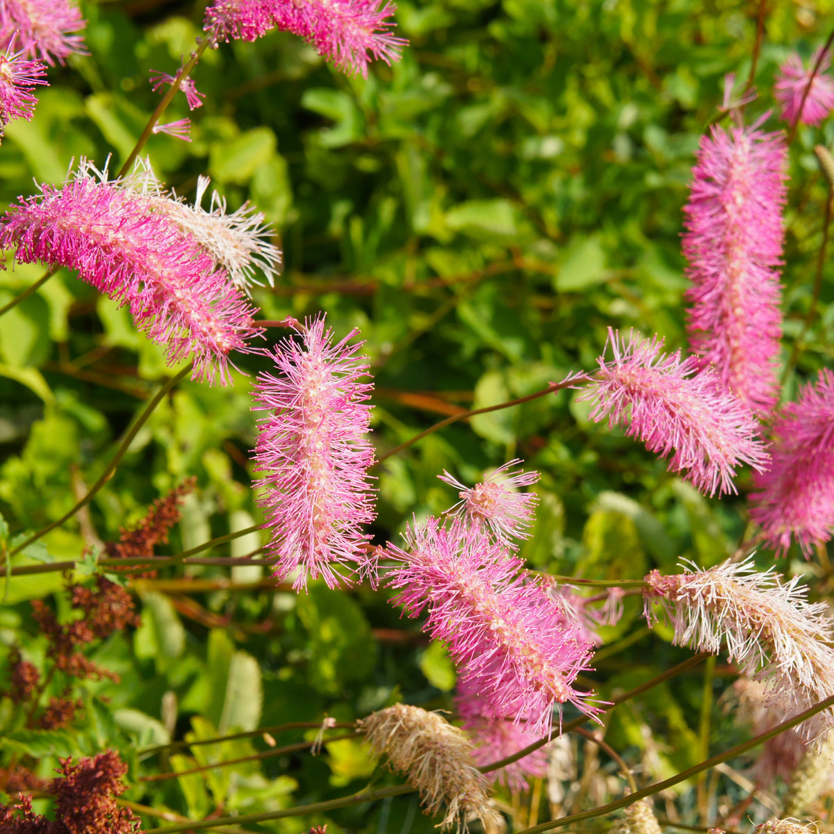 Japanischer Wiesenknopf (x3) - Sanguisorba obtusa - Bakker