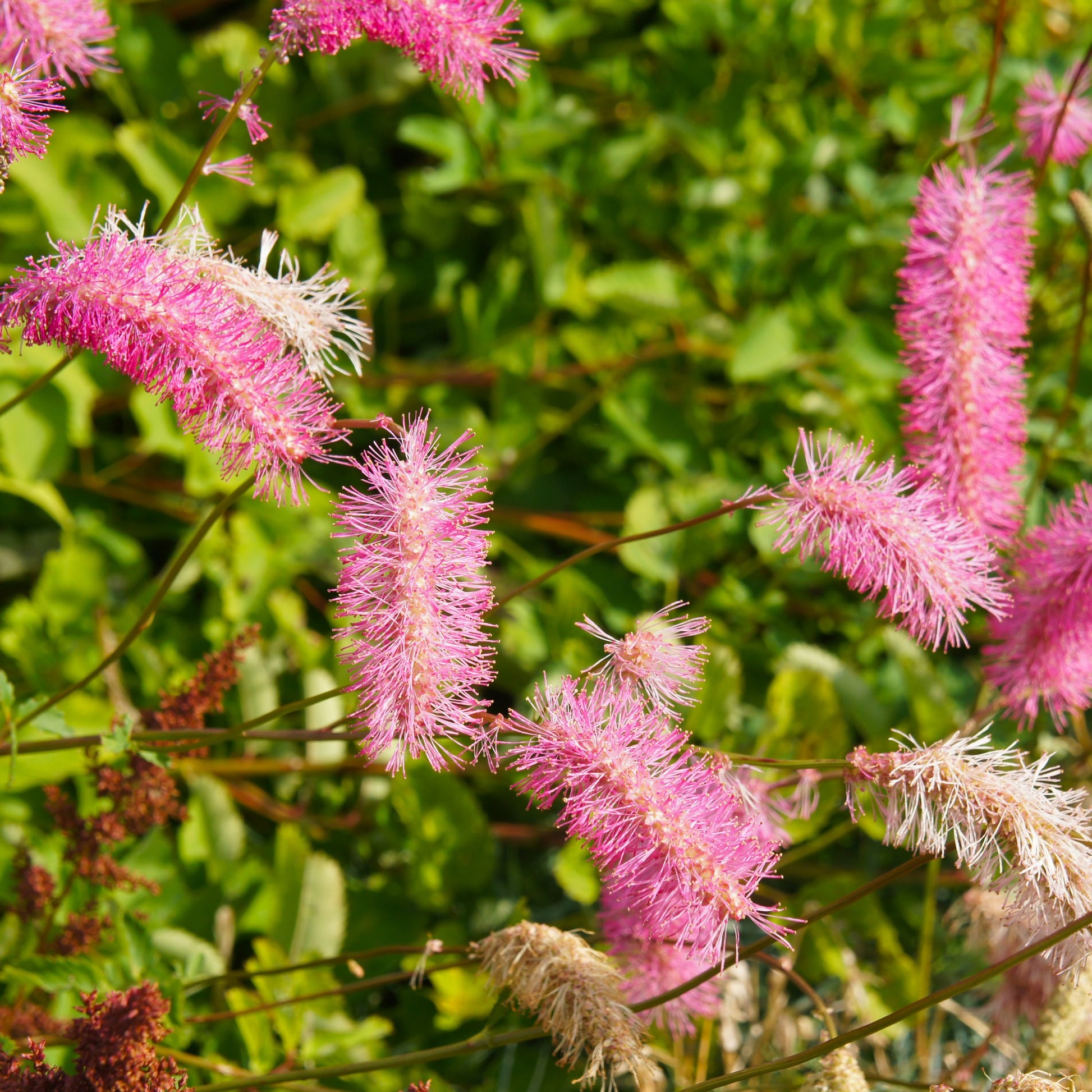 Wiesenknopf - Pimpernellen- & Ehrenpreis-Kollektion (x5) - Sanguisorba obtusa, Veronicastrum virginicum Cupid