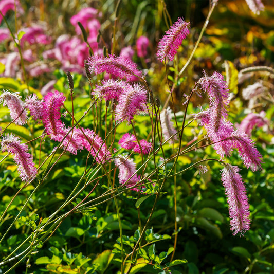 Japanischer Wiesenknopf (x3) - Bakker