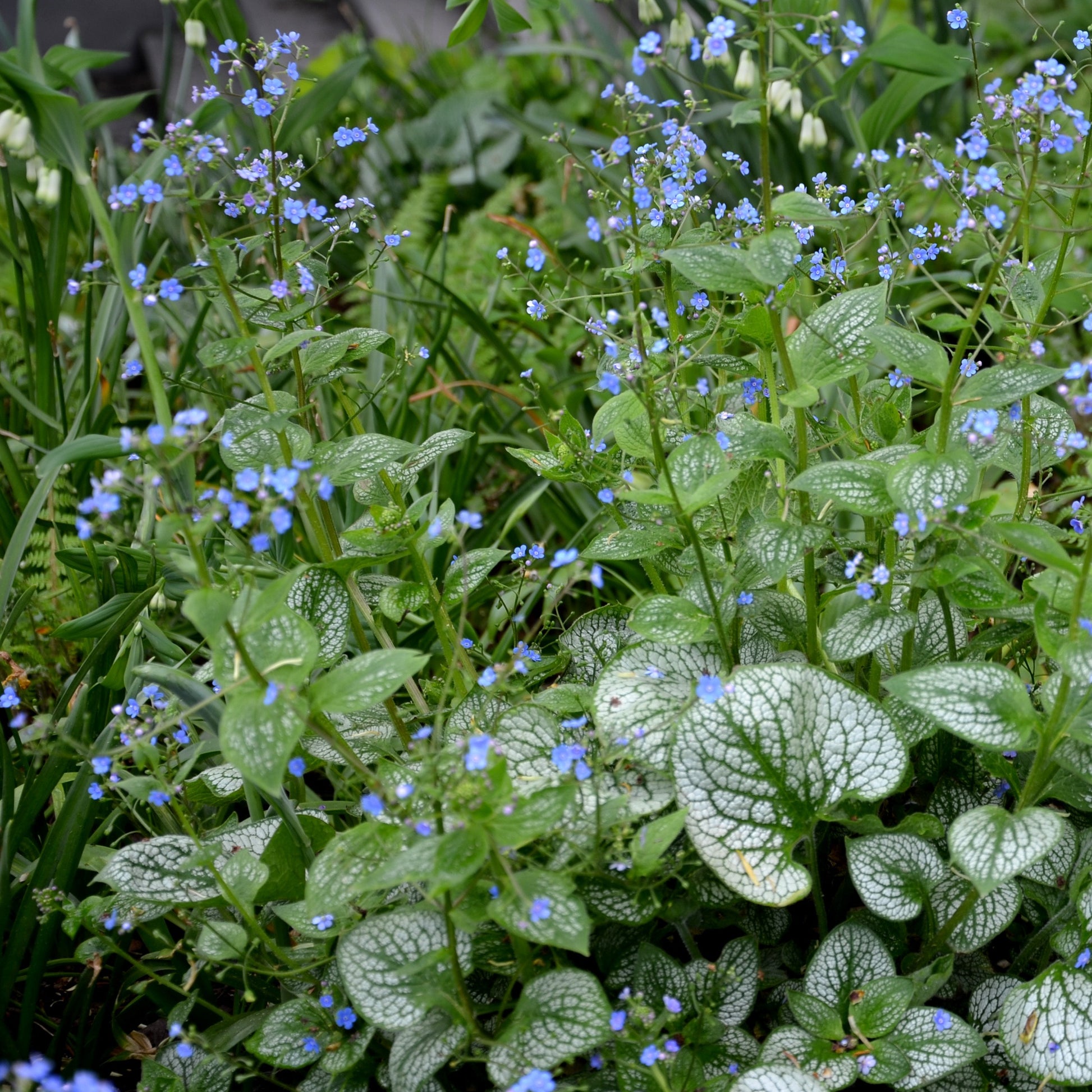 Kaukasisches Vergissmeinnicht Emerald Mist ® - Brunnera macrophylla Emerald Mist ® - Bakker